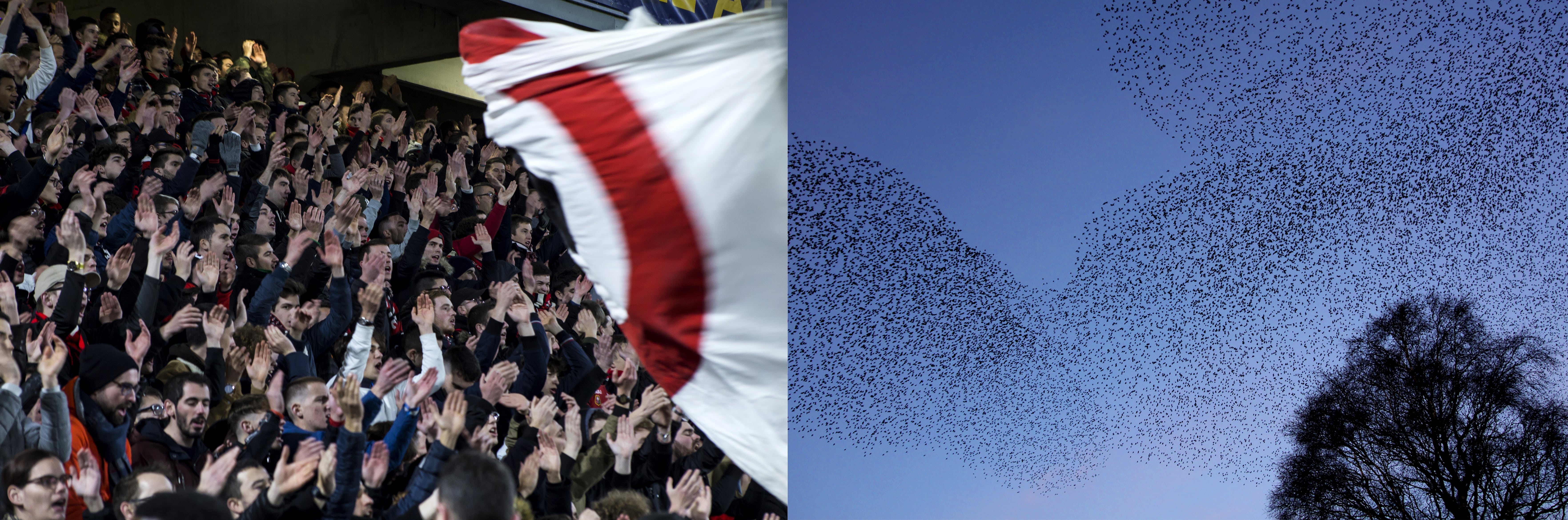 Swarming Chants