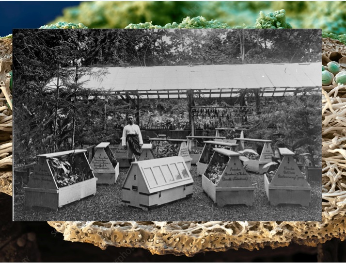 Edible Histories/Olfactory Archives/Sensible Histories