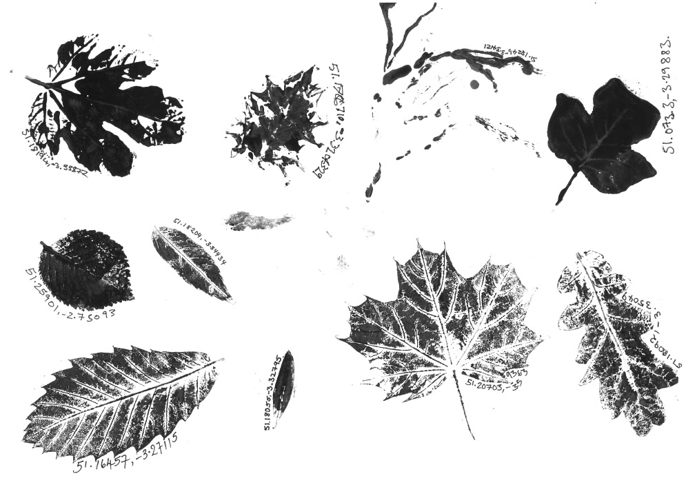 Leaves of Watchet