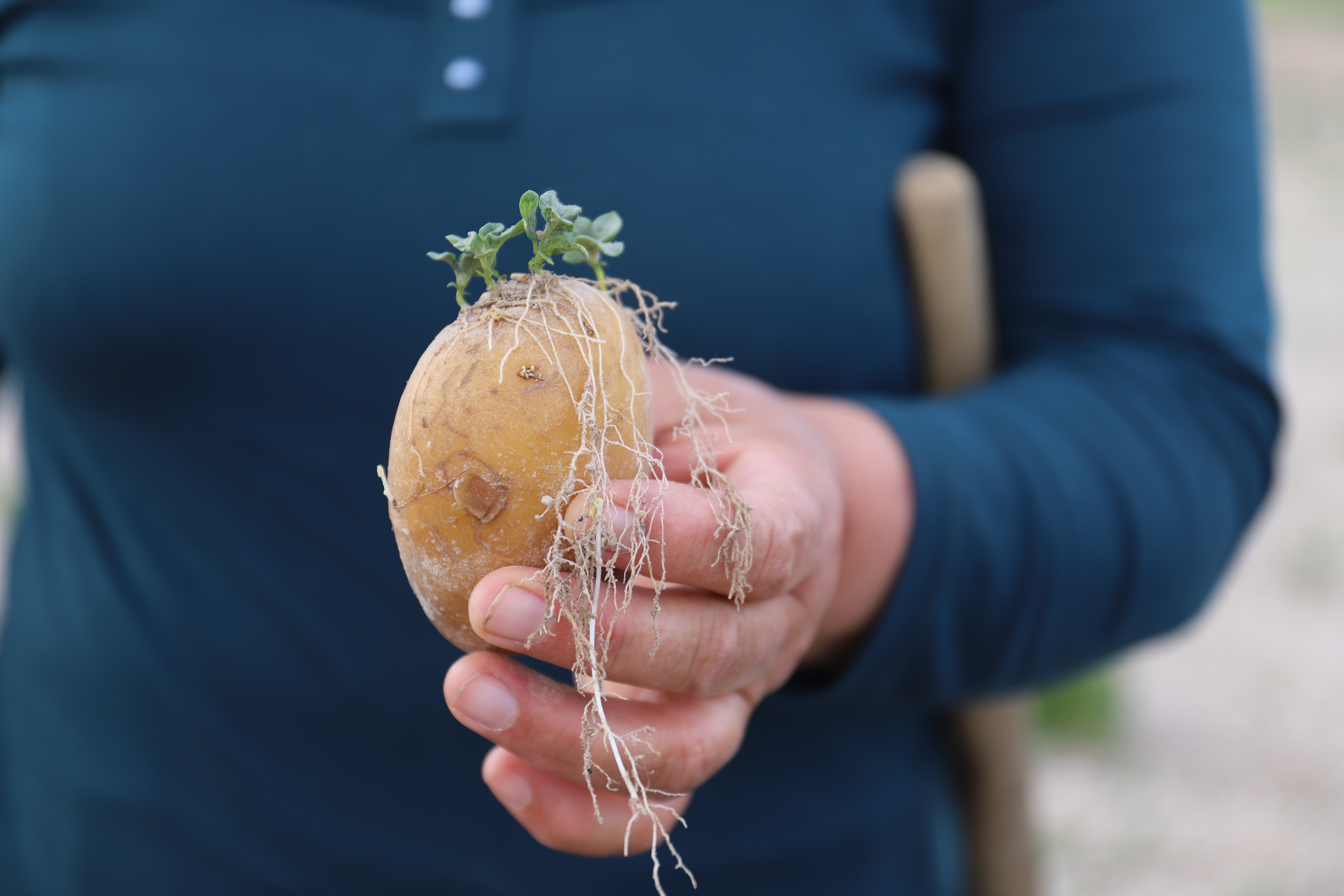 Potato Growers meets Cappadox 2024