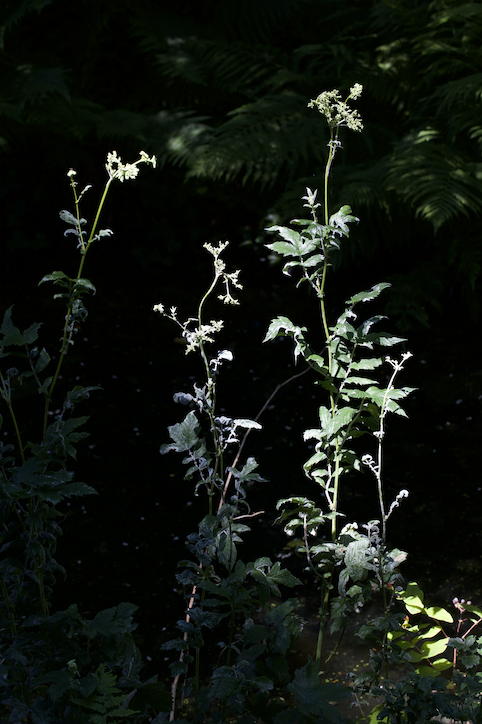 Floral Encounters