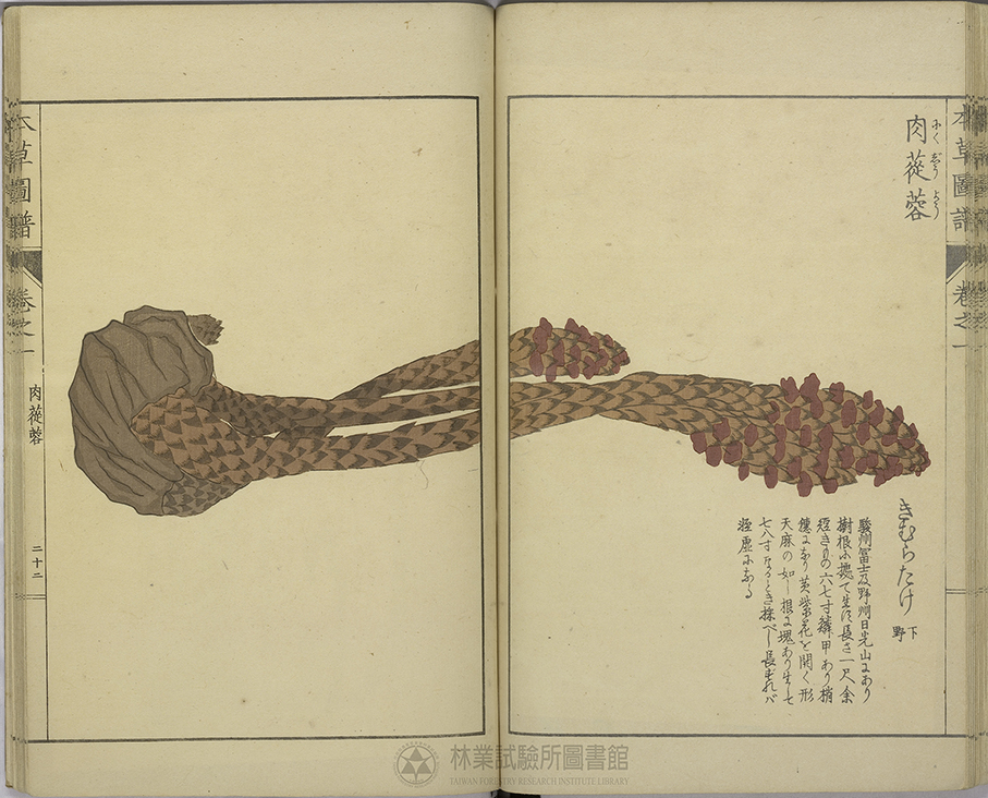 Desert Ginseng