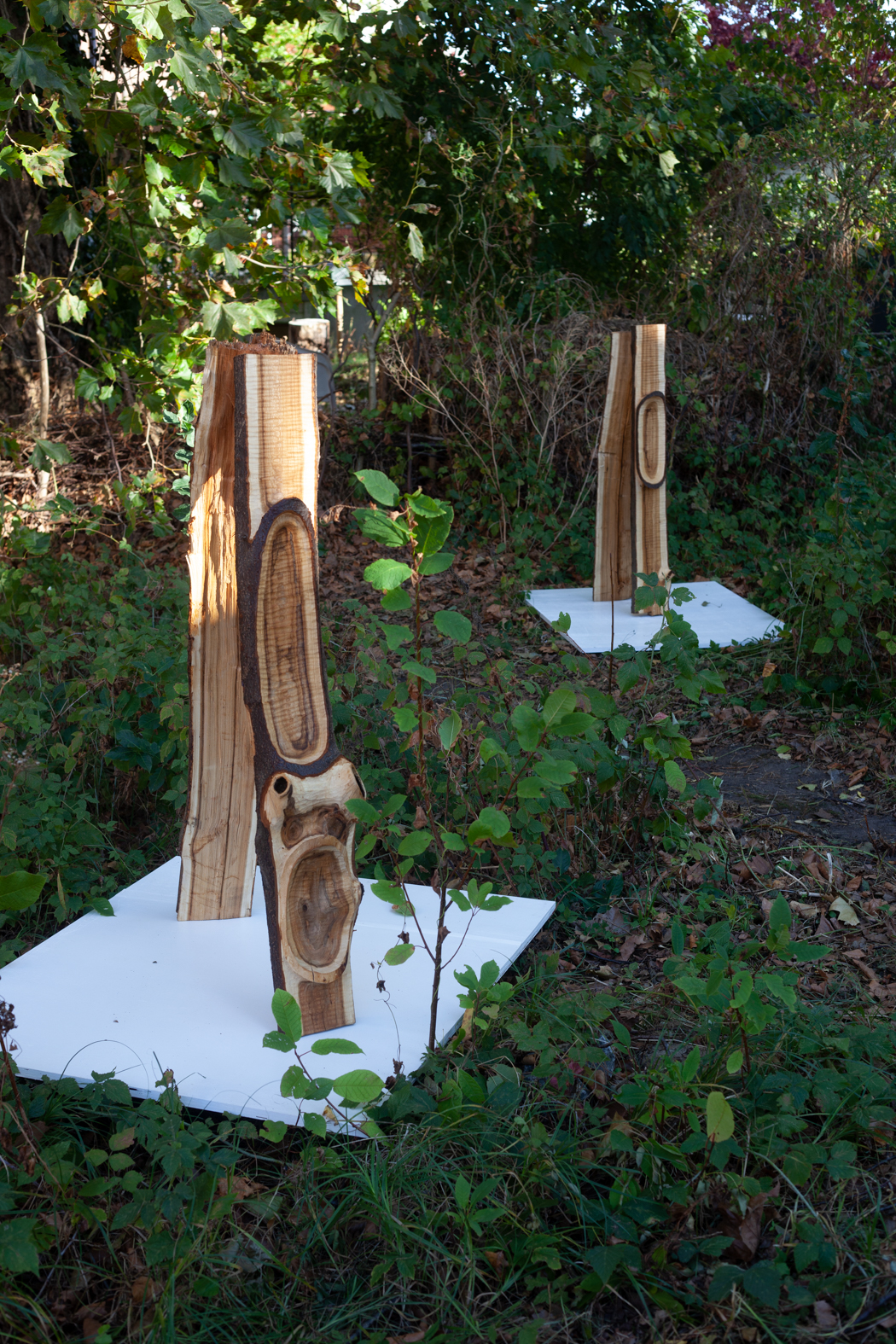 Staying with the Tree 